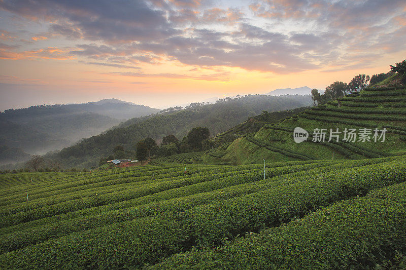 泰国清莱的Doi Mae Salong茶园美丽的日出